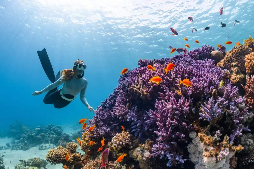 Florida Coral Reefs at Risk | SOLAXY GROUP Florida Coral Reefs at Risk Rising Ocean Temperatures Trigger Bleaching Threat