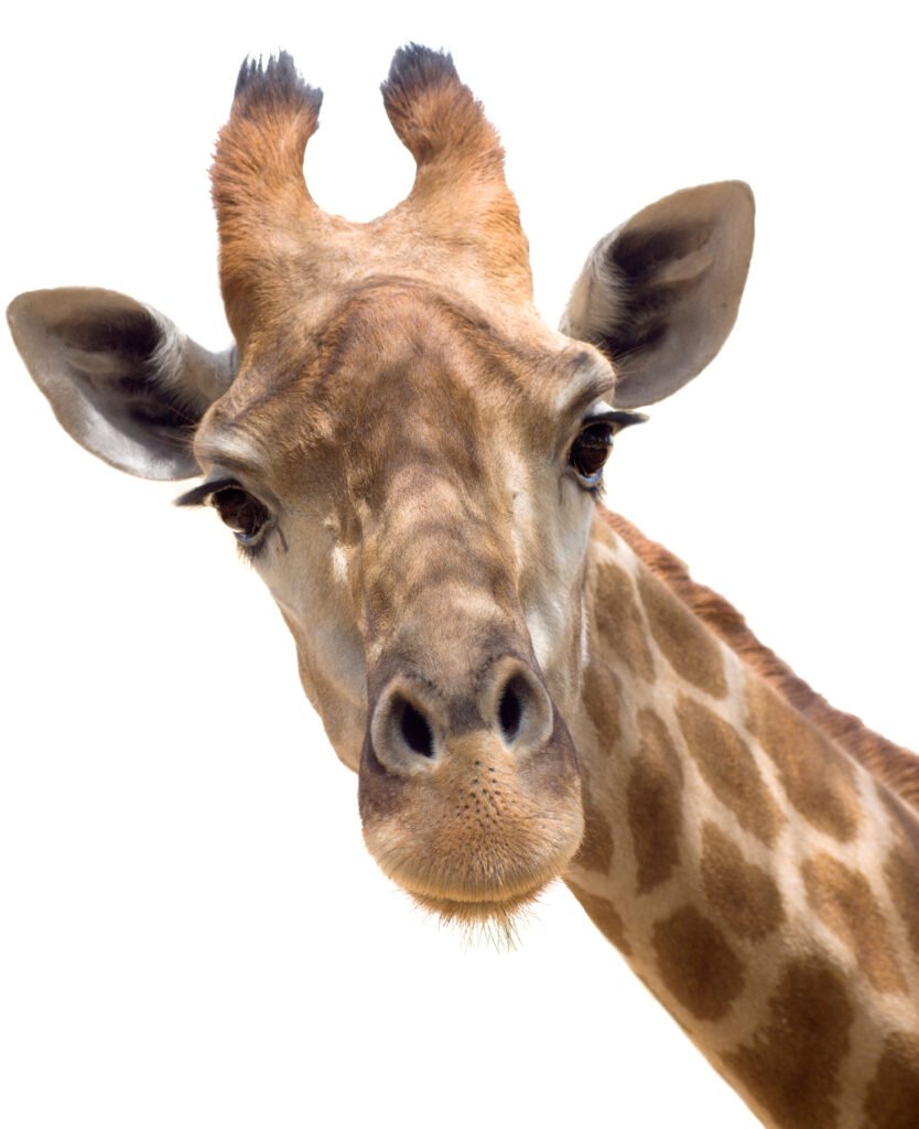 Giraffe closeup - Solaxy Group